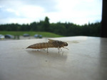 IMG_6243.jpg